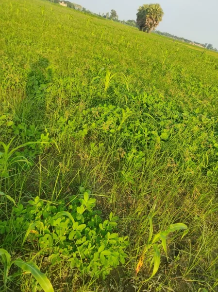 Pilibhit, Uttar Pradesh 262001, India preview 2