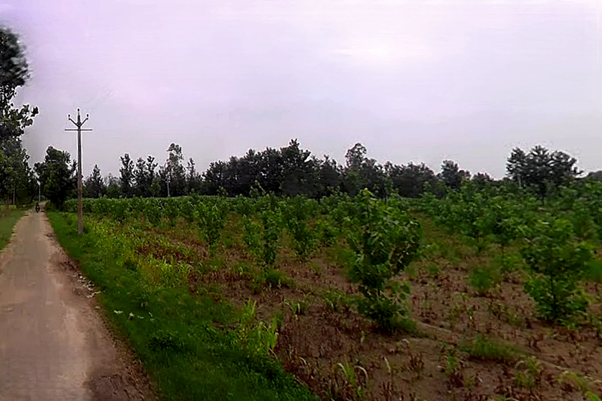 Salampur Gadda, Uttar Pradesh 247001, India