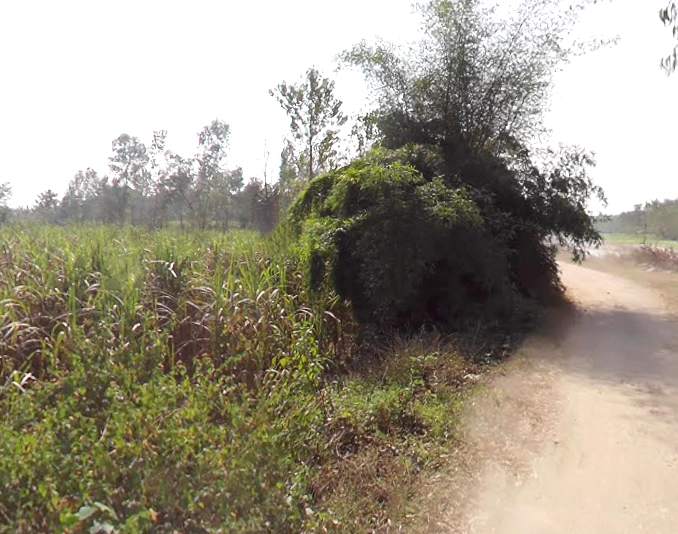 Biharigarh, Uttar Pradesh 247662, India