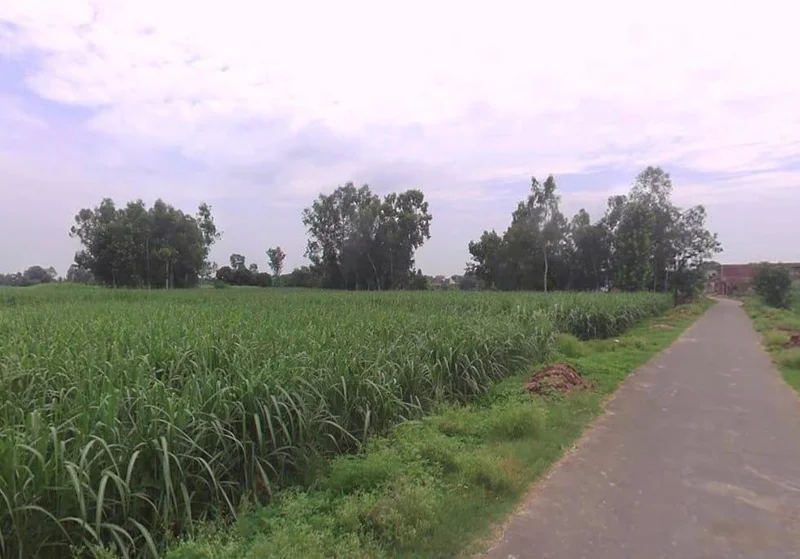 AGRICULTURAL in Tisang, shamli