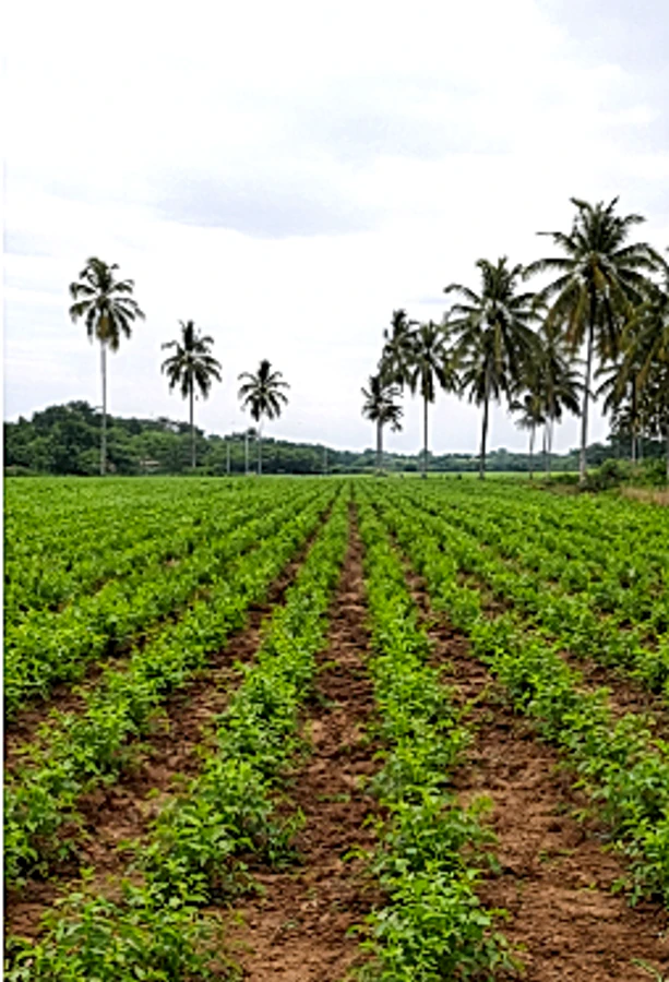 4G33+WW Thurakalapatnam, Andhra Pradesh, India