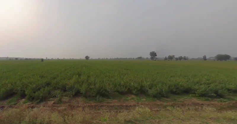 Agricultural Land in Bhachau/lakadiya, Kutch