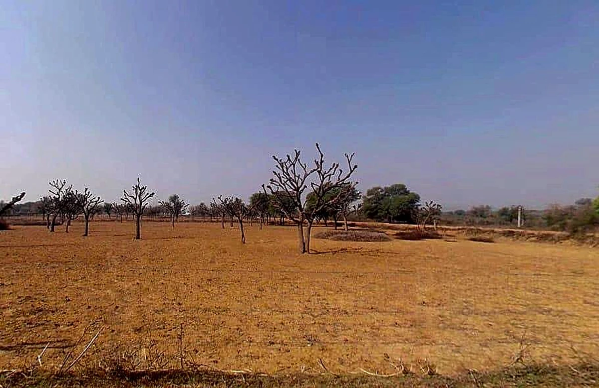 768W+3W8, Gogawas, Rajasthan, India