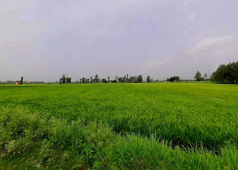FR9Q+X3X, Kasampur, Rahkera, Uttar Pradesh 251308, India preview 3