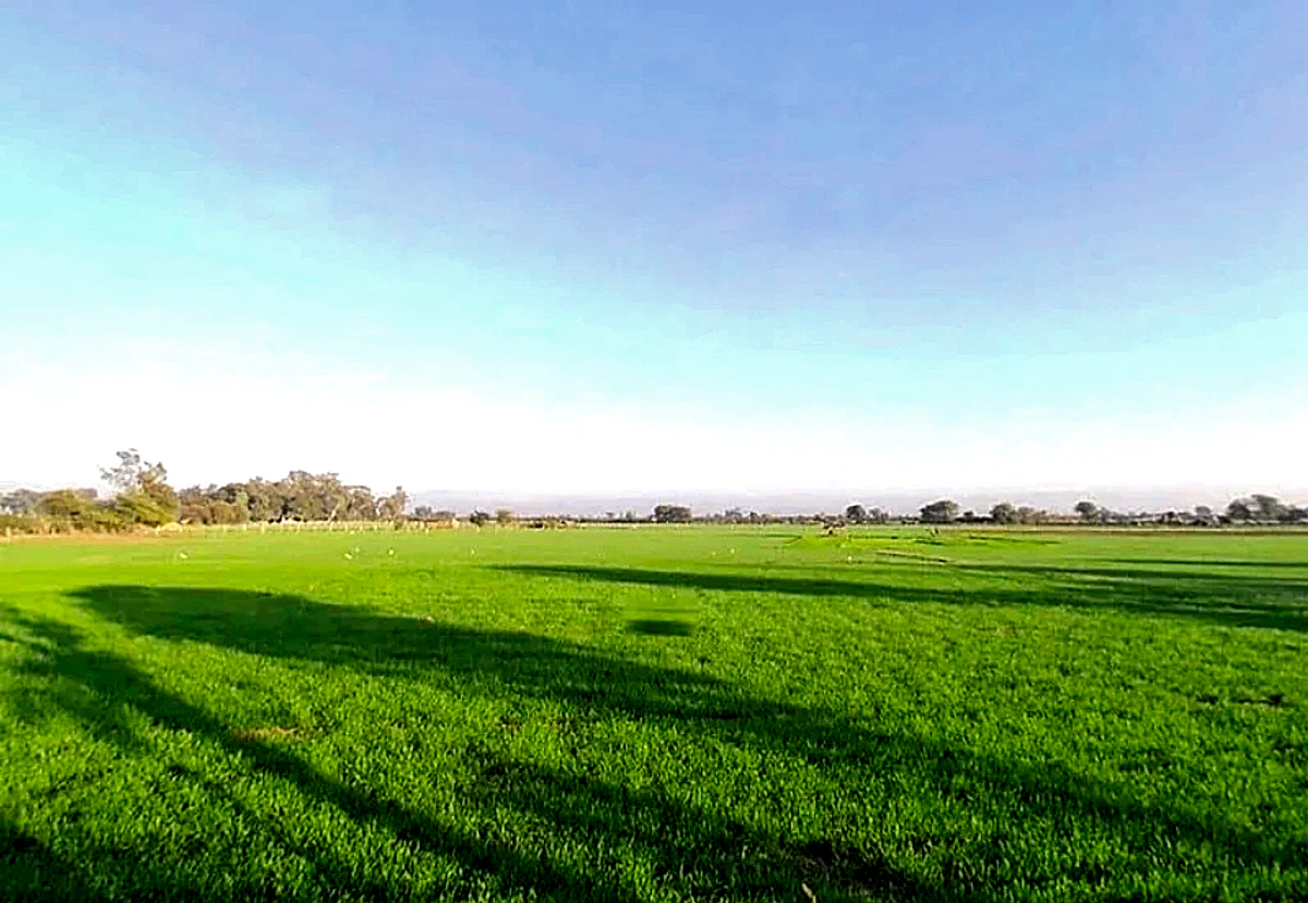 Mawana, Uttar Pradesh, India