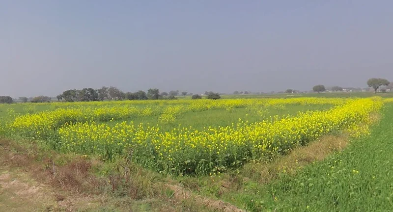 Bhitarwar, Madhya Pradesh 475220, India preview 2