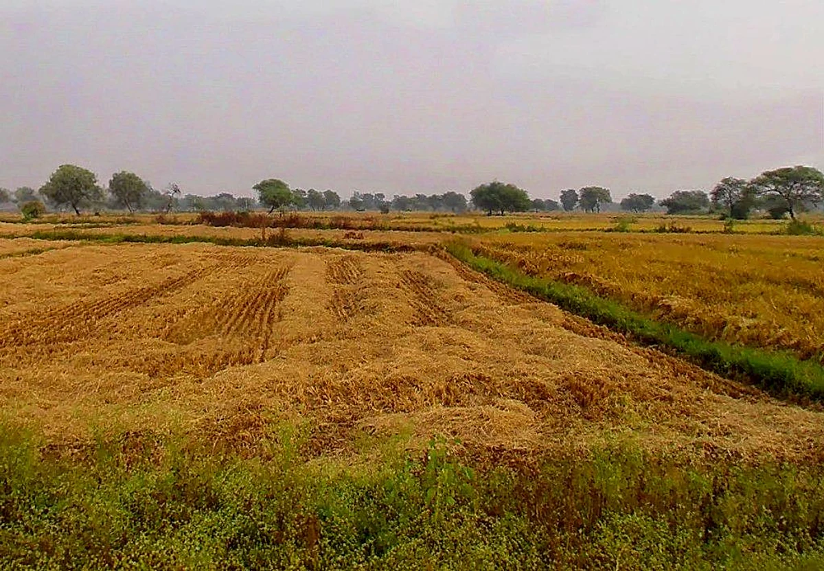 Baktara-2, Chhattisgarh 493661, India