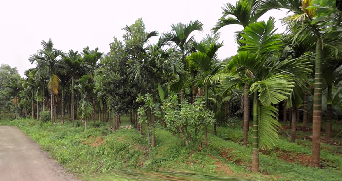 Agricultural Land in Belthangady dharmasthala, mangalore, Dakshina-kannada