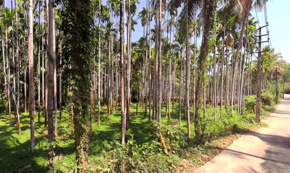 Agricultural Land in Belthangady,manglore, Dakshina-kannada