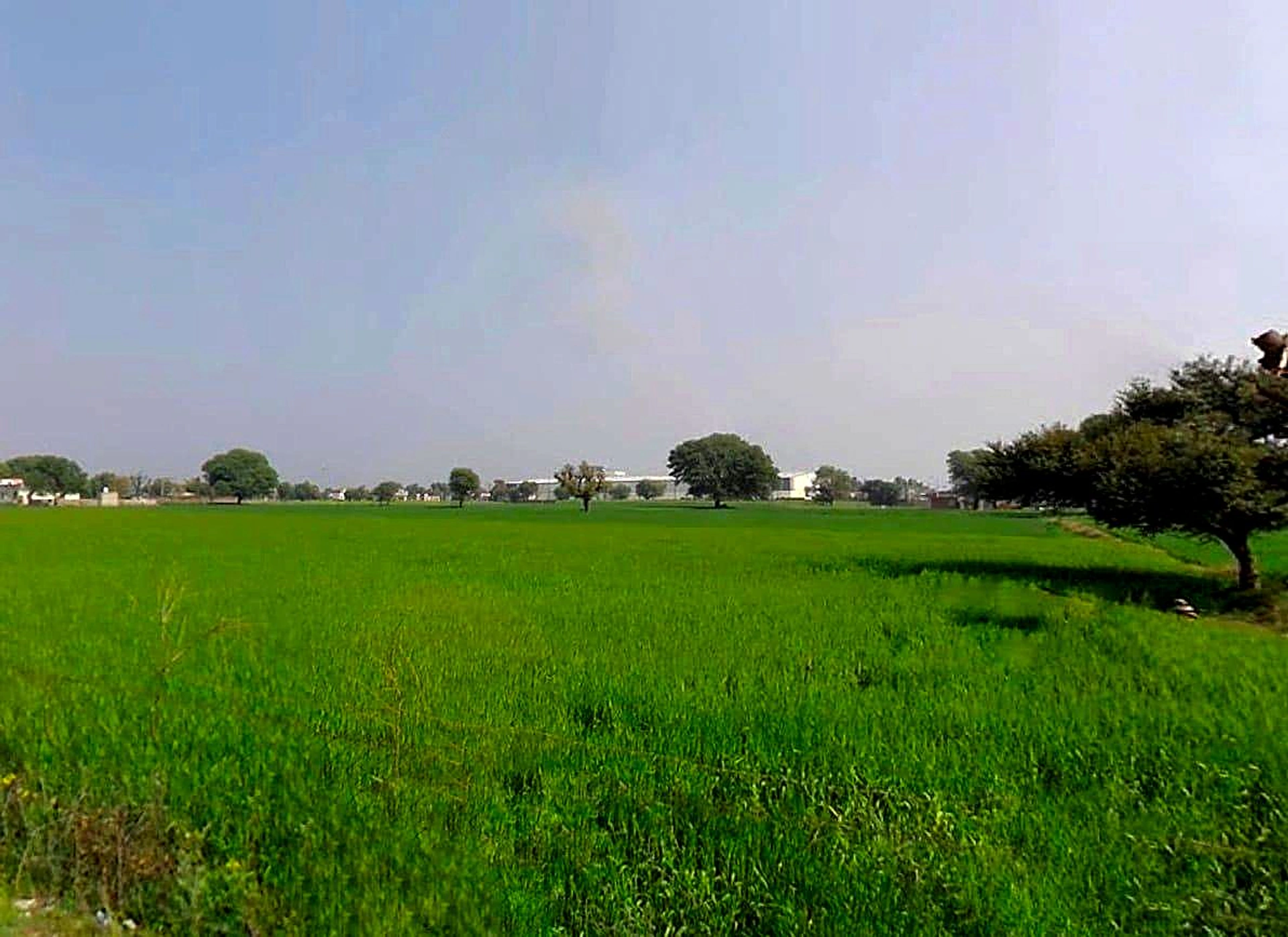 3PRR+46W, Tantiyawas, Rampura Dabri, Rajasthan 303704, India