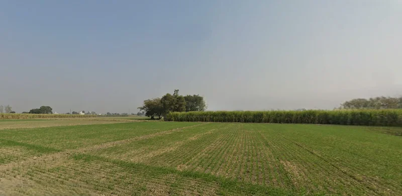 Bhabiana, Punjab 144407, India preview 2