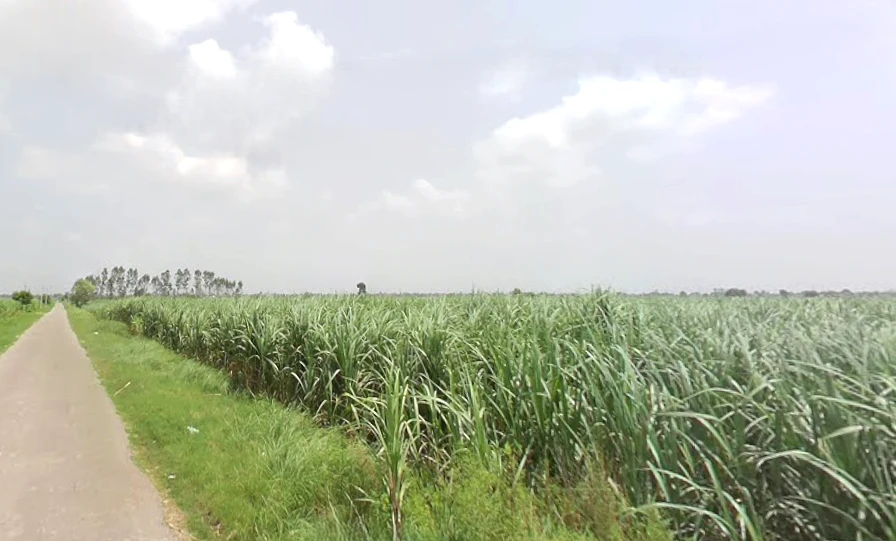 Agricultural Land in Baghpat / pura mahadev, Baghpat