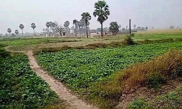 5394+M25, Gangta, Jhakhar, Bihar 811311, India