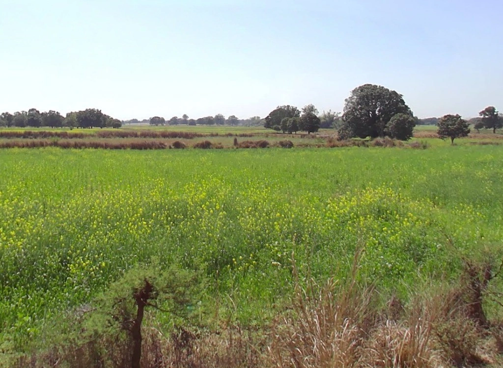 Nawagaon, Chhattisgarh 492101, India