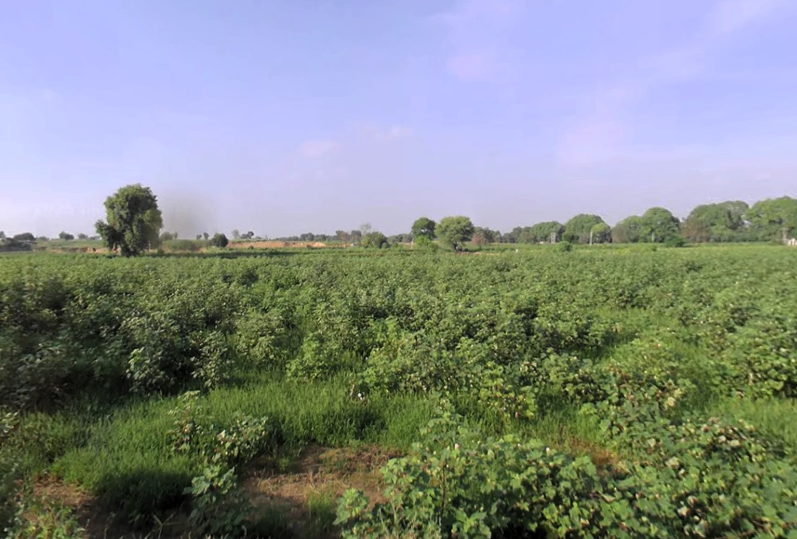 Agricultural Land in Siwani, Bhiwani