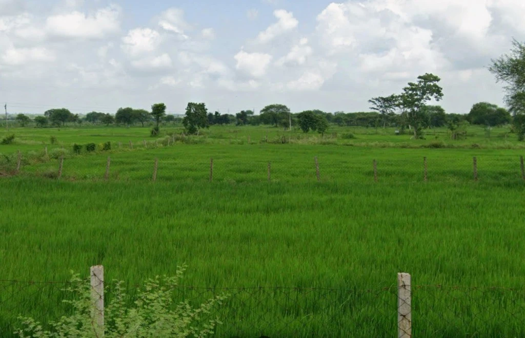 Agricultural Land in Kurud/birejhar, Dhamtari