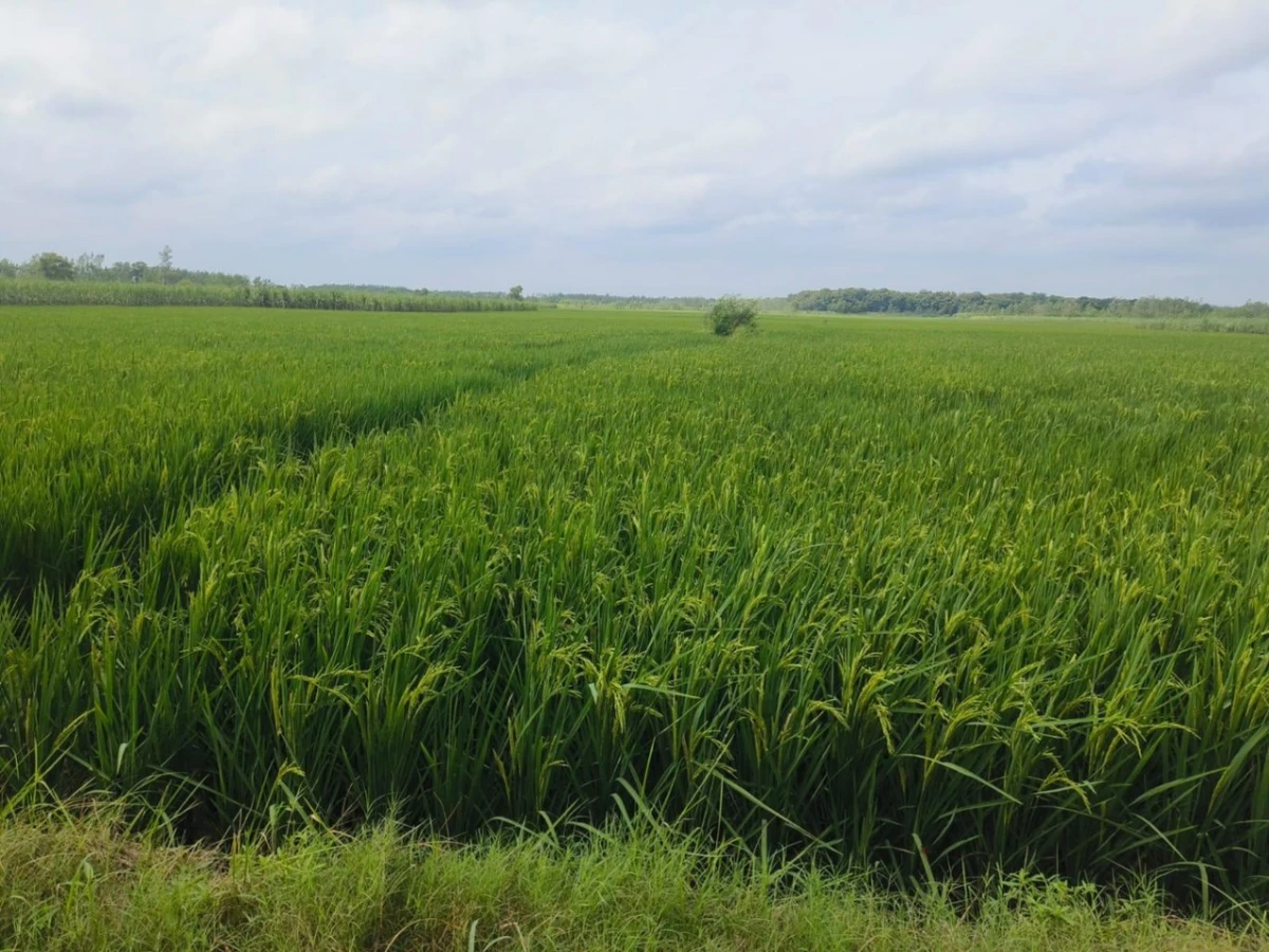 Sherpur, Uttar Pradesh 233234, India