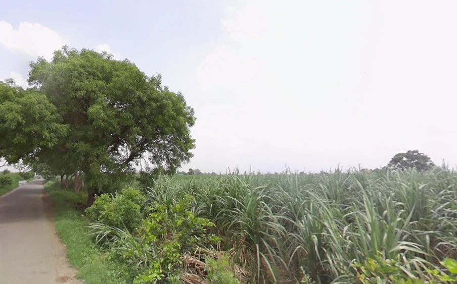 Agricultural Land in Baraut, Baghpat