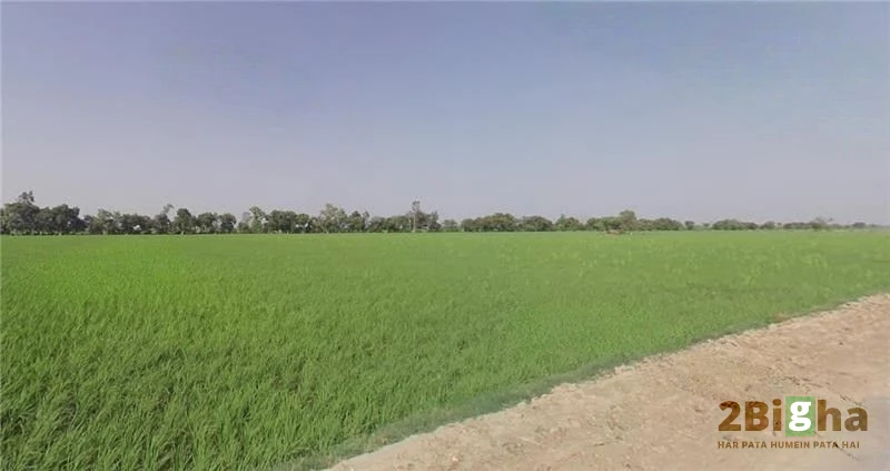 AGRICULTURAL in Tohana/Samain, fatehabad