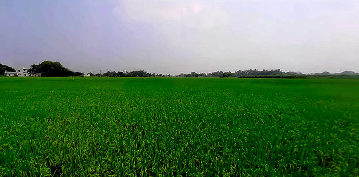 Phagwara, Punjab, India