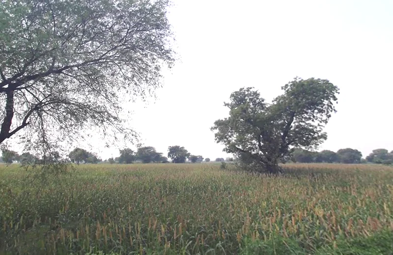 Dangoli Khader, Uttar Pradesh, India preview 3