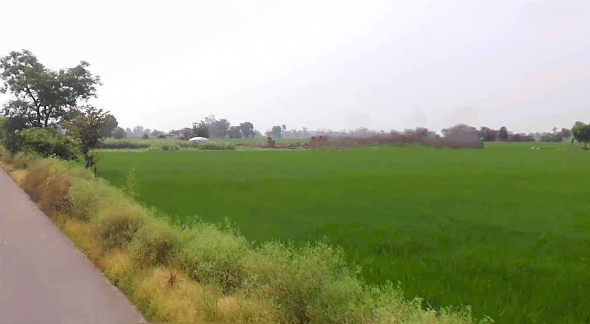 Agricultural Land in Tohana, Fatehabad