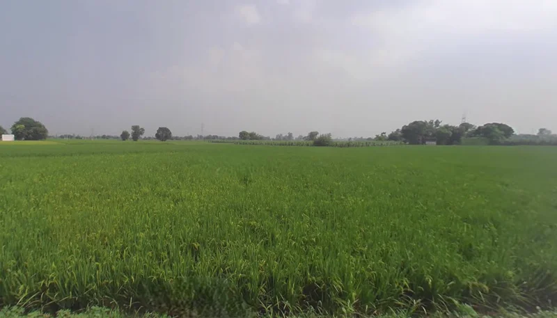 Sapror, Punjab, India preview 3