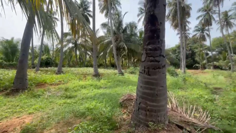 Agricultural Land in Madurai, Madurai