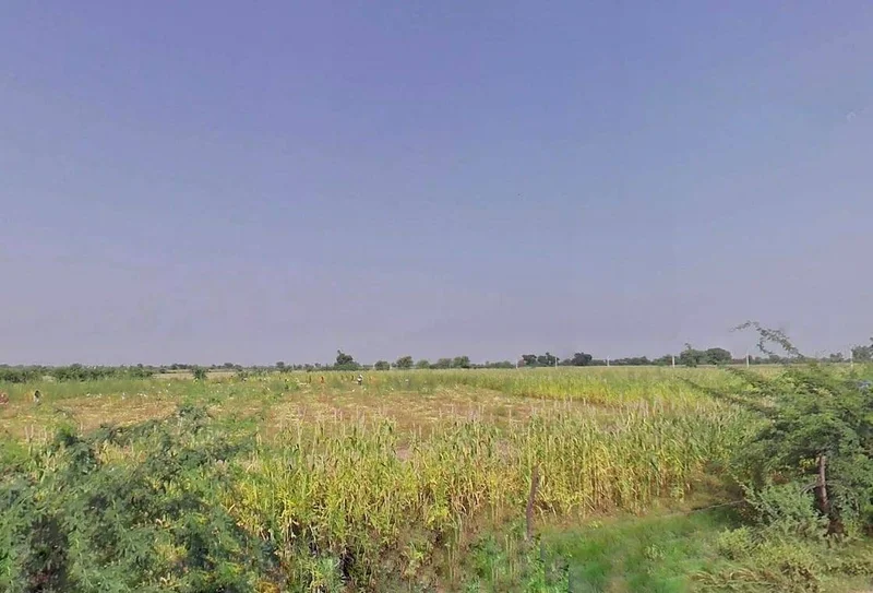 Agricultural Land in Phalodi / bengti kallan, Jodhpur