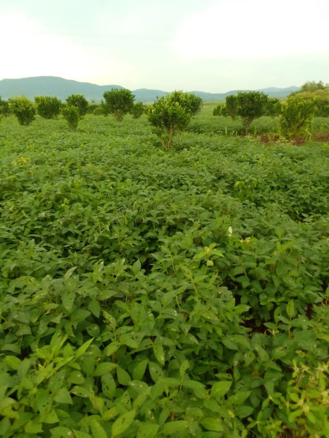 AGRICULTURAL in Andher bawdi, betul