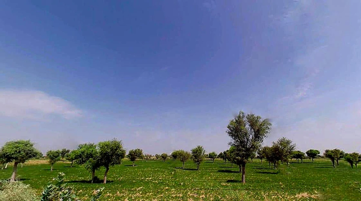 Agricultural Land in Purnasar, Bikaner