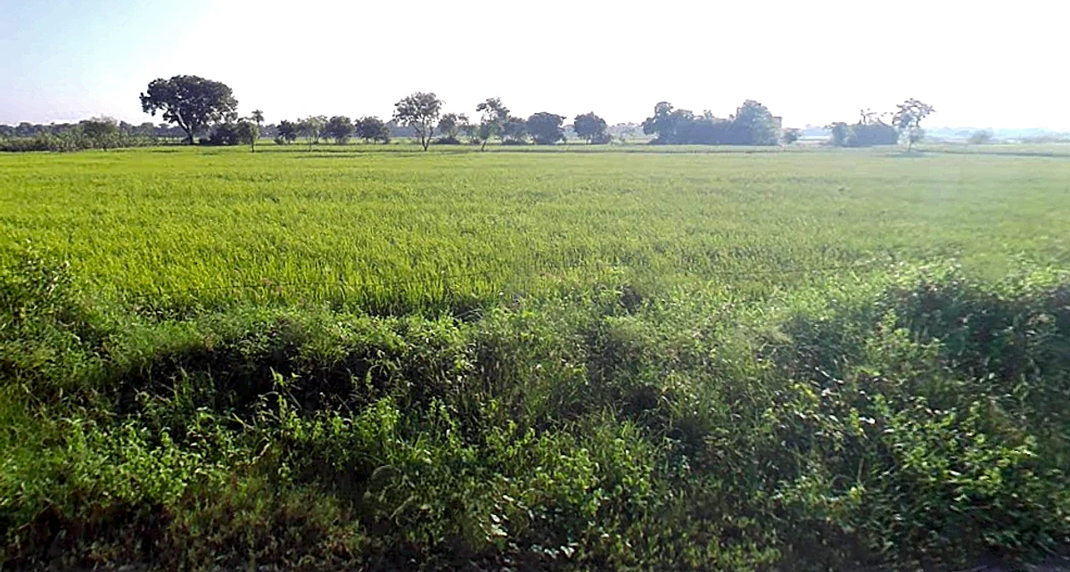 Sarol, Uttar Pradesh 202165, India