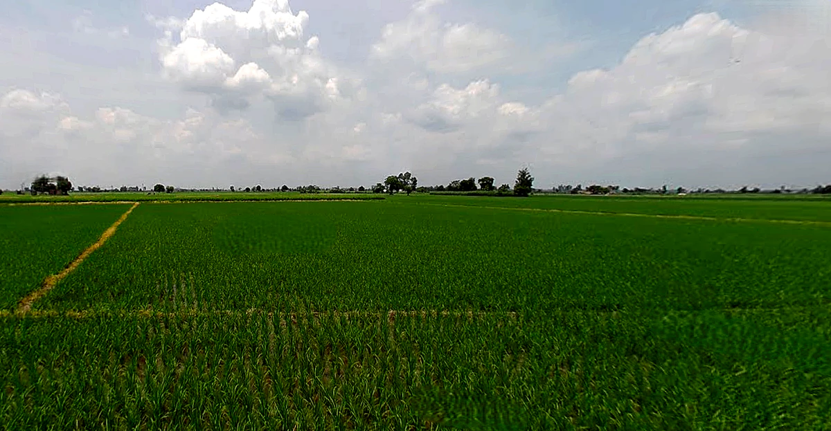 Morinda - Chunni Rd, Bhateri, Punjab, India