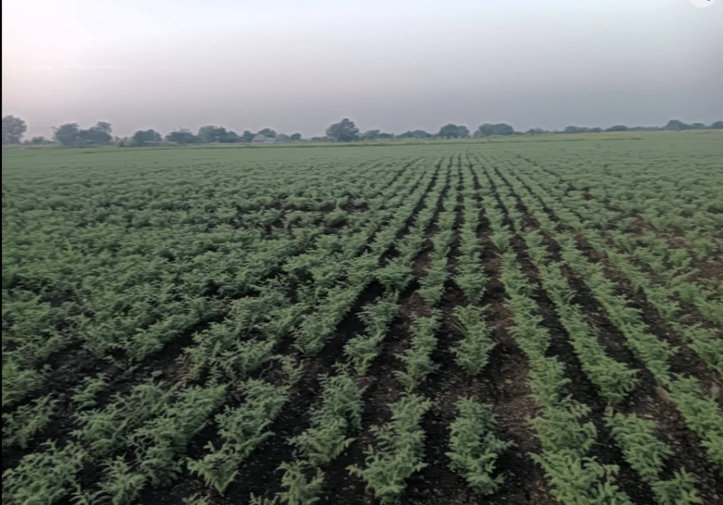 Hiriyur, Karnataka, India