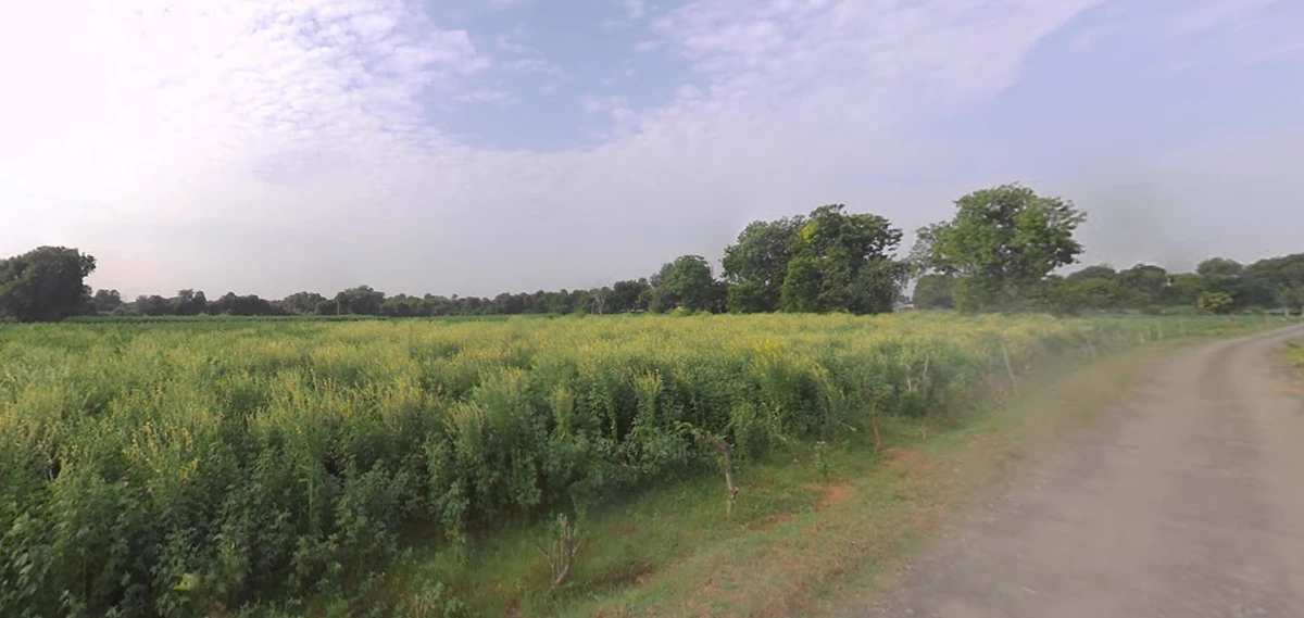 GP6F+QG Tindalava Mota, Gujarat, India