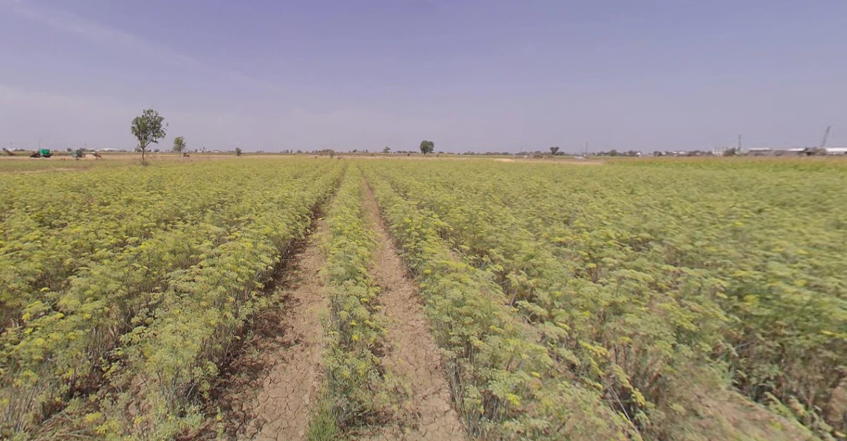 Dhrangadhra, Gujarat 363310, India