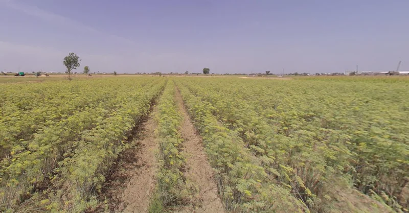 Dhrangadhra, Gujarat 363310, India preview 3