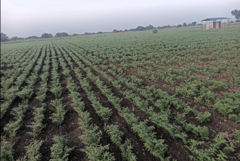 Hiriyur, Karnataka, India