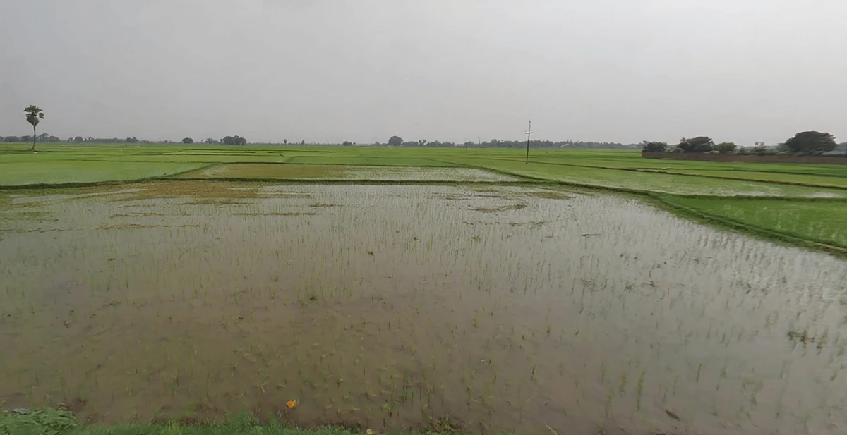 AGRICULTURAL in Sarmera, nalanda