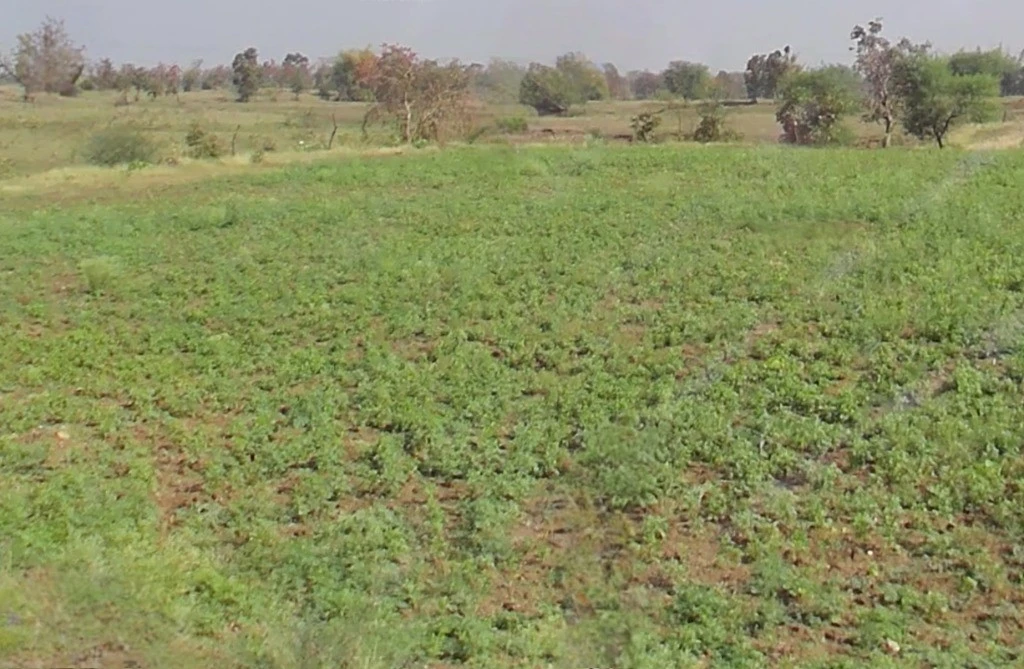 Patewa, Chhattisgarh 493551, India