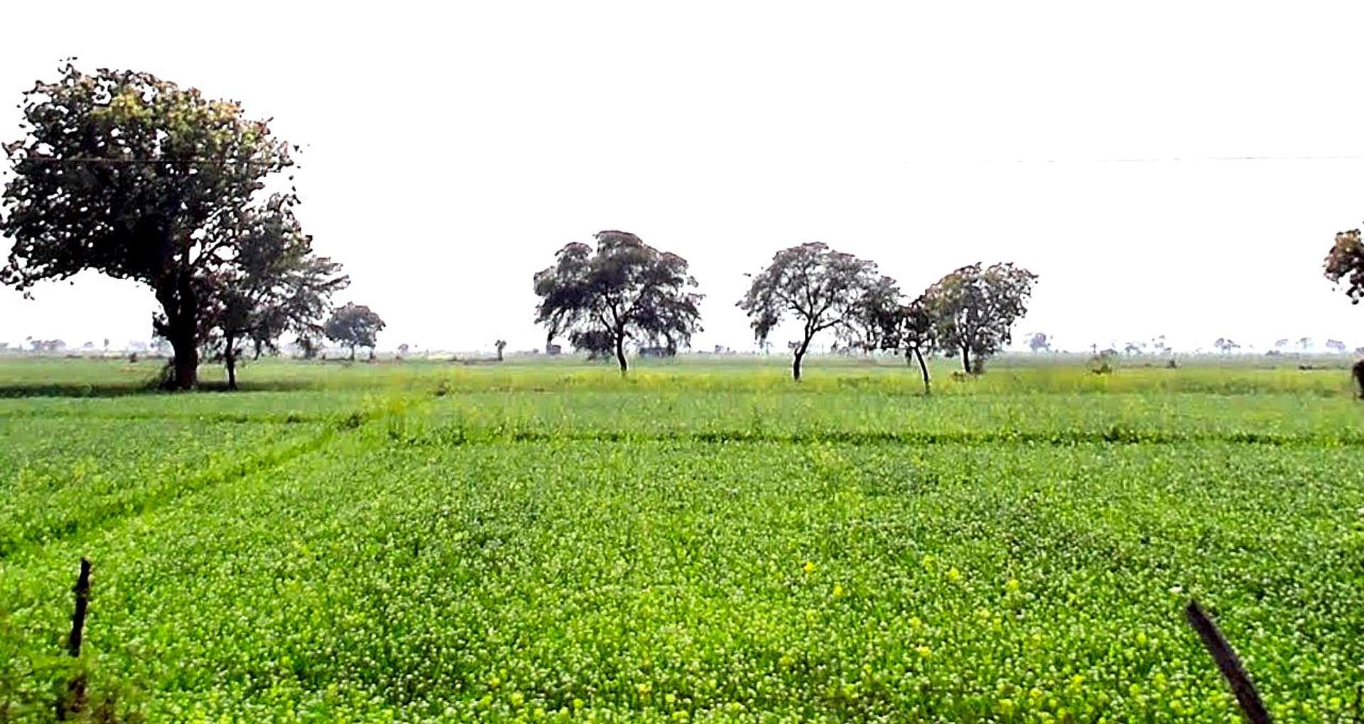 Gora, Madhya Pradesh 475685, India