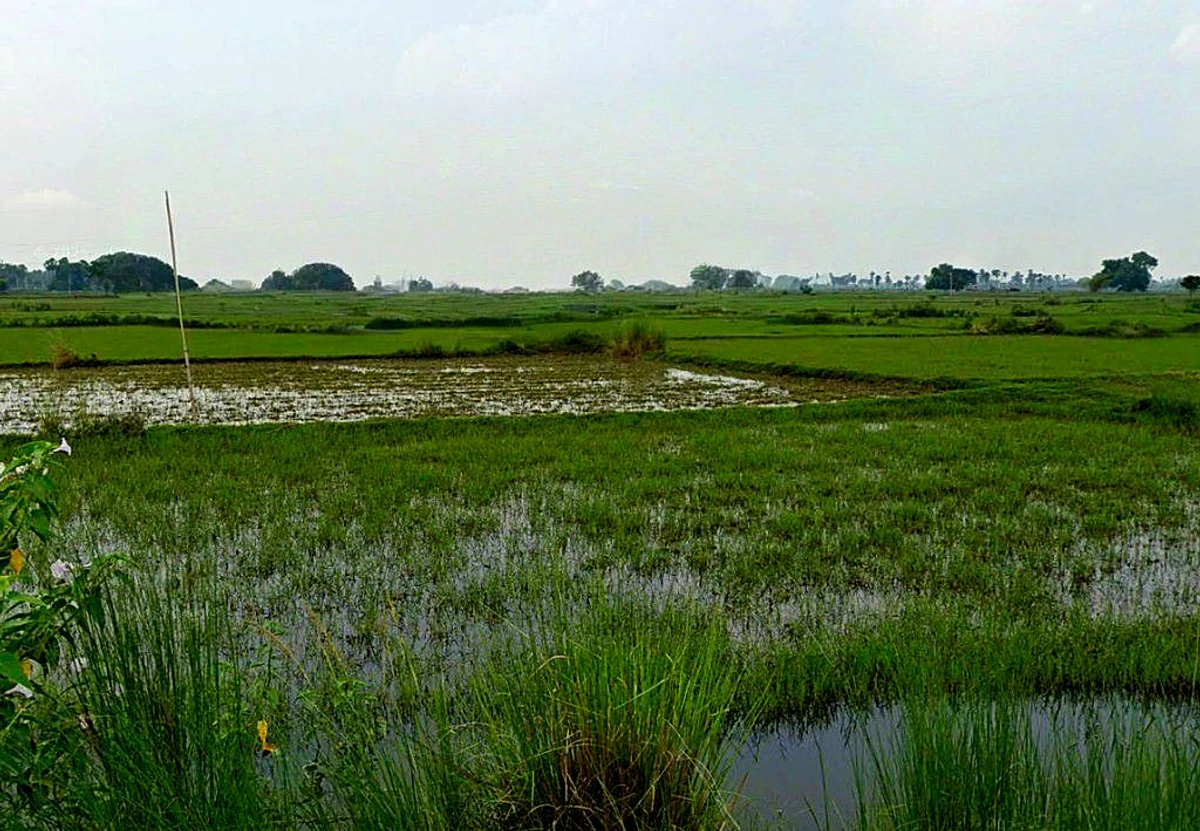 Kosa, Chhattisgarh, India