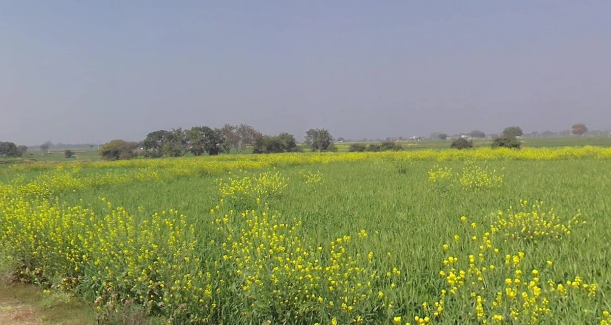 Bhitarwar, Madhya Pradesh 475220, India