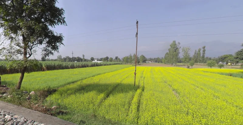 Agricultural Land in Nathuawala, Dehradun