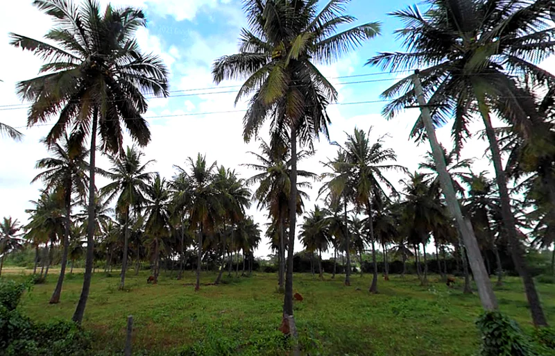 WPPQ+CX, Ballahalli, Karnataka 571109, India