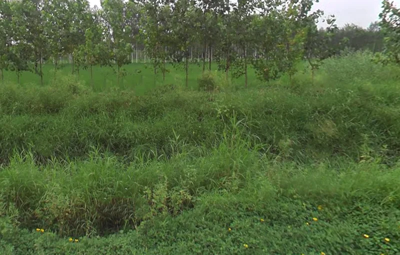 Maheshwari Kalan, Uttar Pradesh 247120, India preview 3