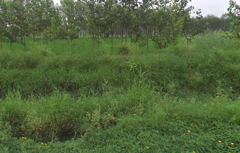 Maheshwari Kalan, Uttar Pradesh 247120, India