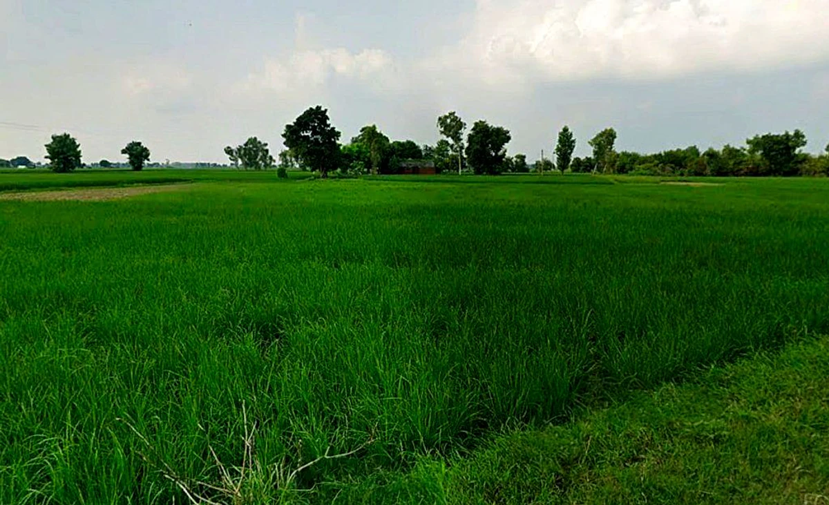 Ghorbhatt, Chhattisgarh 493225, India