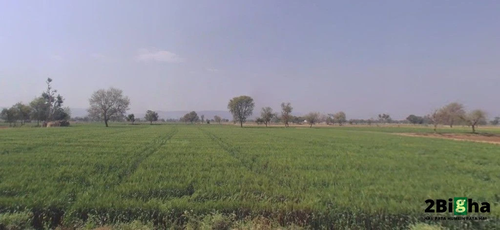 AGRICULTURAL in Goniana Bathinda, bathinda