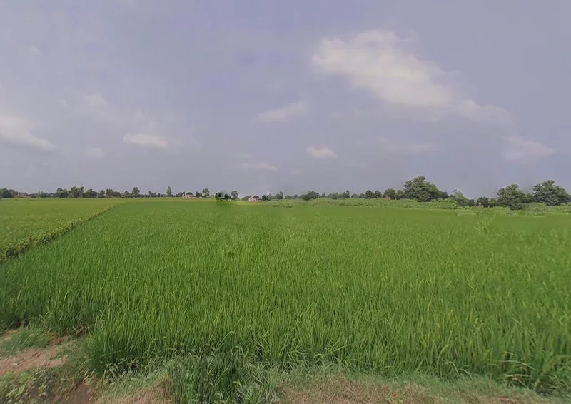 Agricultural Land in Patna,bihta, Patna